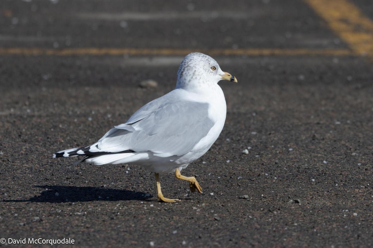 Ring-billed Gull - ML615460232