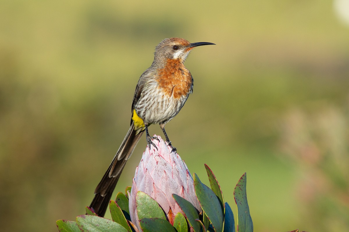 Gurney's Sugarbird - Daniel Danckwerts (Rockjumper Birding Tours)