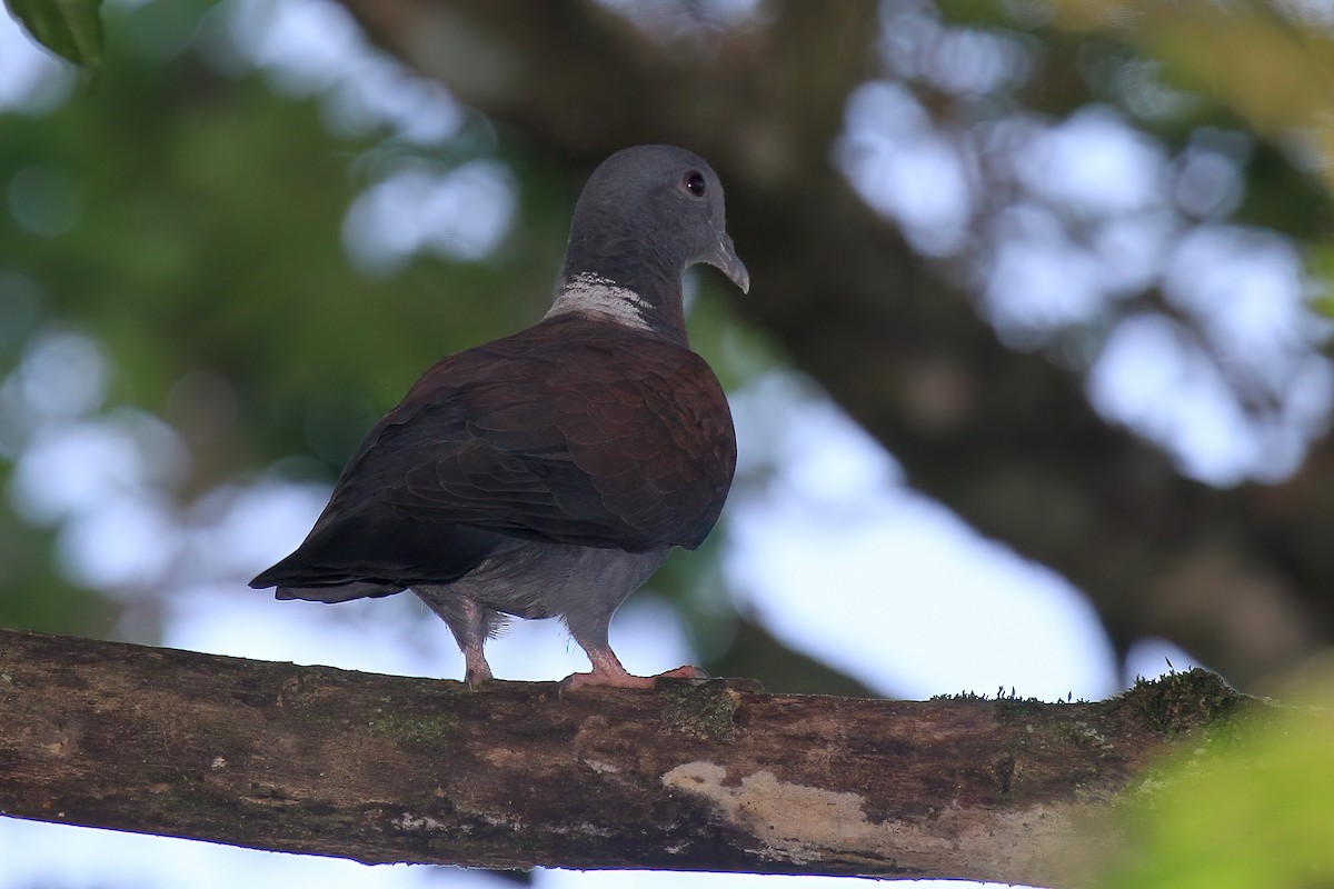 Delegorgue's Pigeon - ML615460247