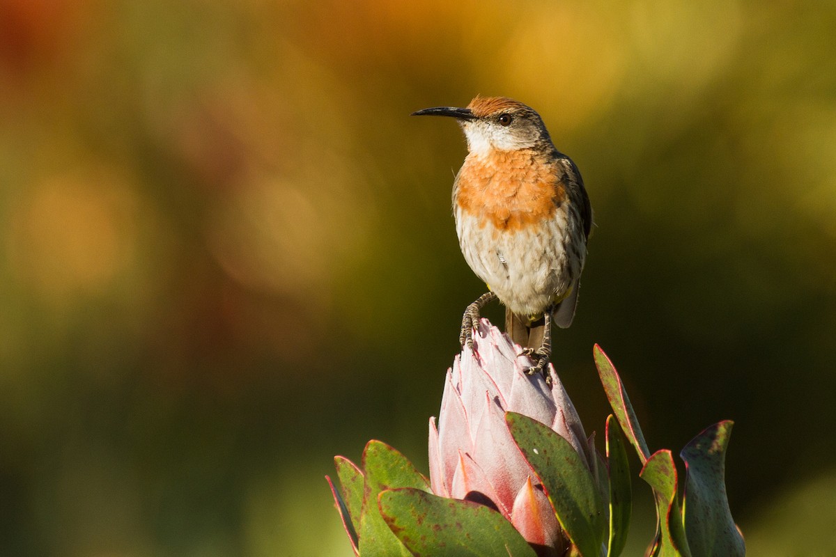 Gurney's Sugarbird - Daniel Danckwerts (Rockjumper Birding Tours)