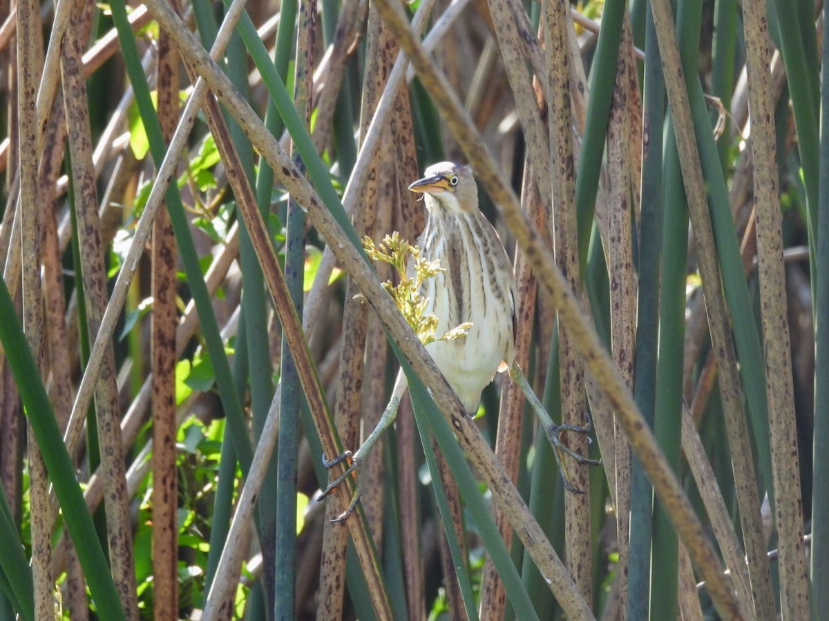 Least Bittern - ML615460283