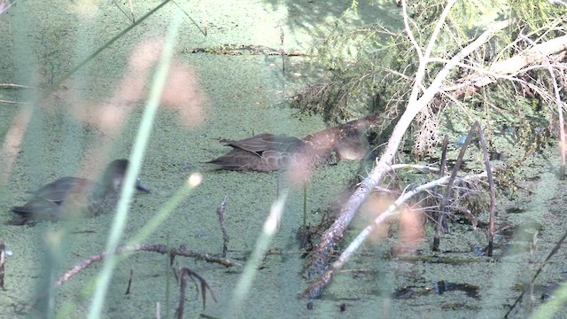 ハイイロコガモ - ML615460303