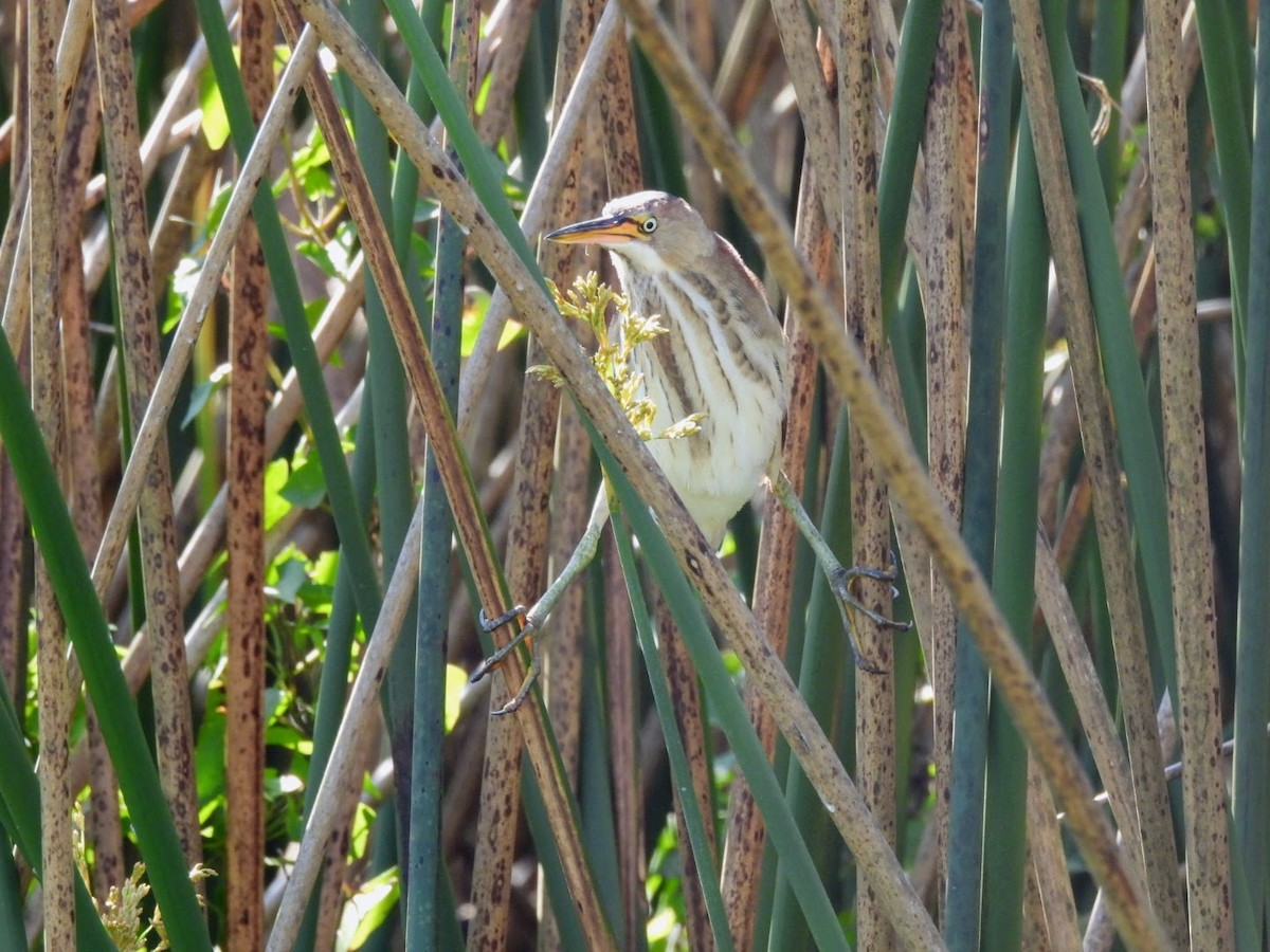 Least Bittern - ML615460304