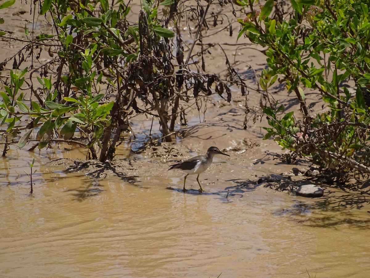 Spotted Sandpiper - ML615460324