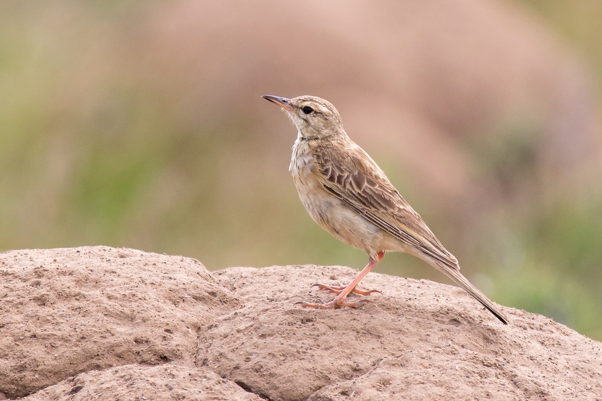 Nicholson's Pipit - Daniel Danckwerts (Rockjumper Birding Tours)