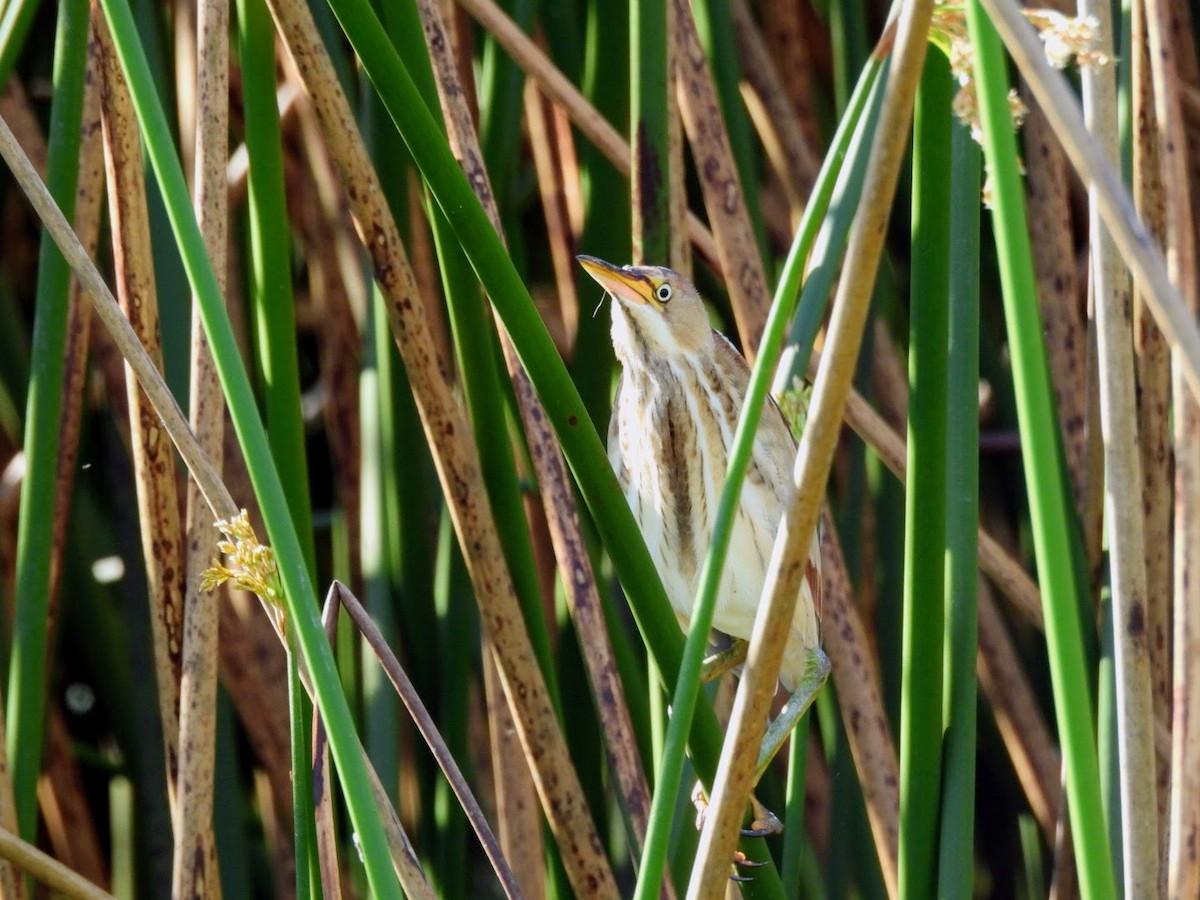 Least Bittern - ML615460342