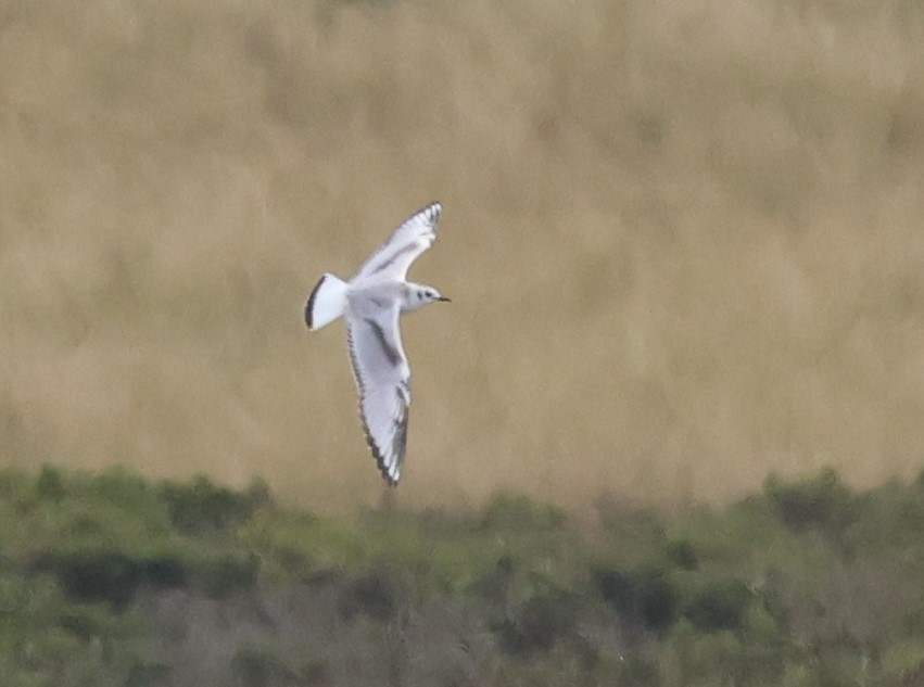 Mouette de Bonaparte - ML615460365