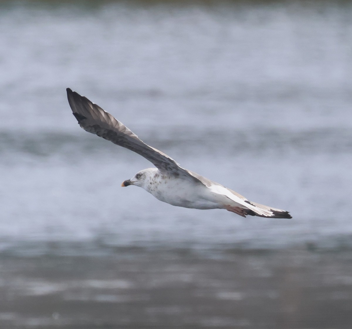 Lesser Black-backed Gull - ML615460385