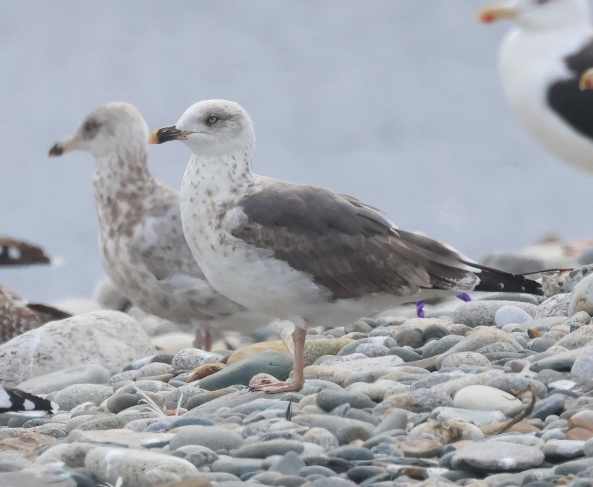 Lesser Black-backed Gull - ML615460386