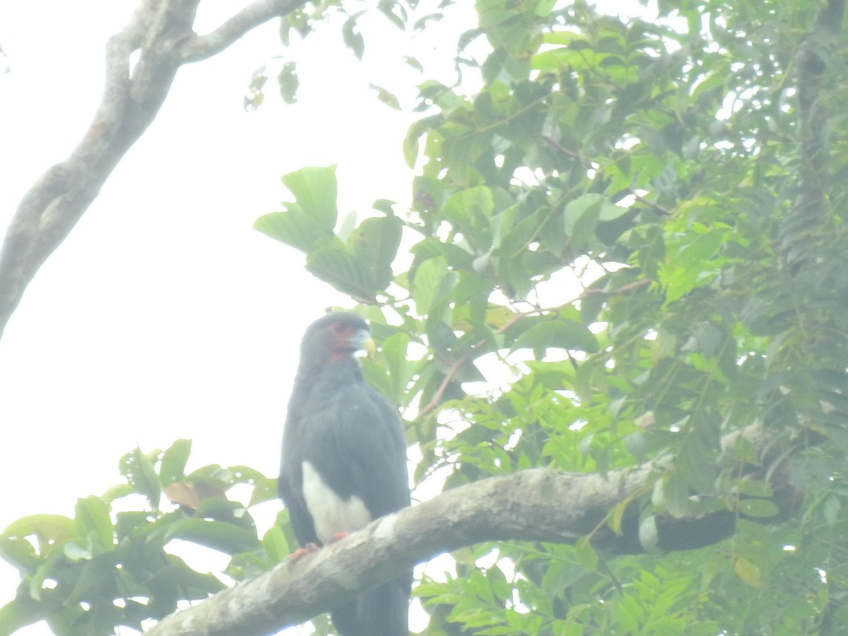 Red-throated Caracara - Nasly Carrillo