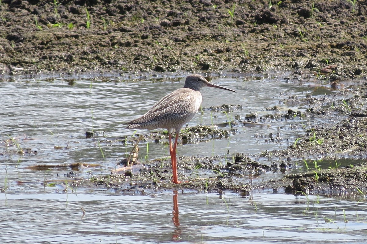Spotted Redshank - ML615460440