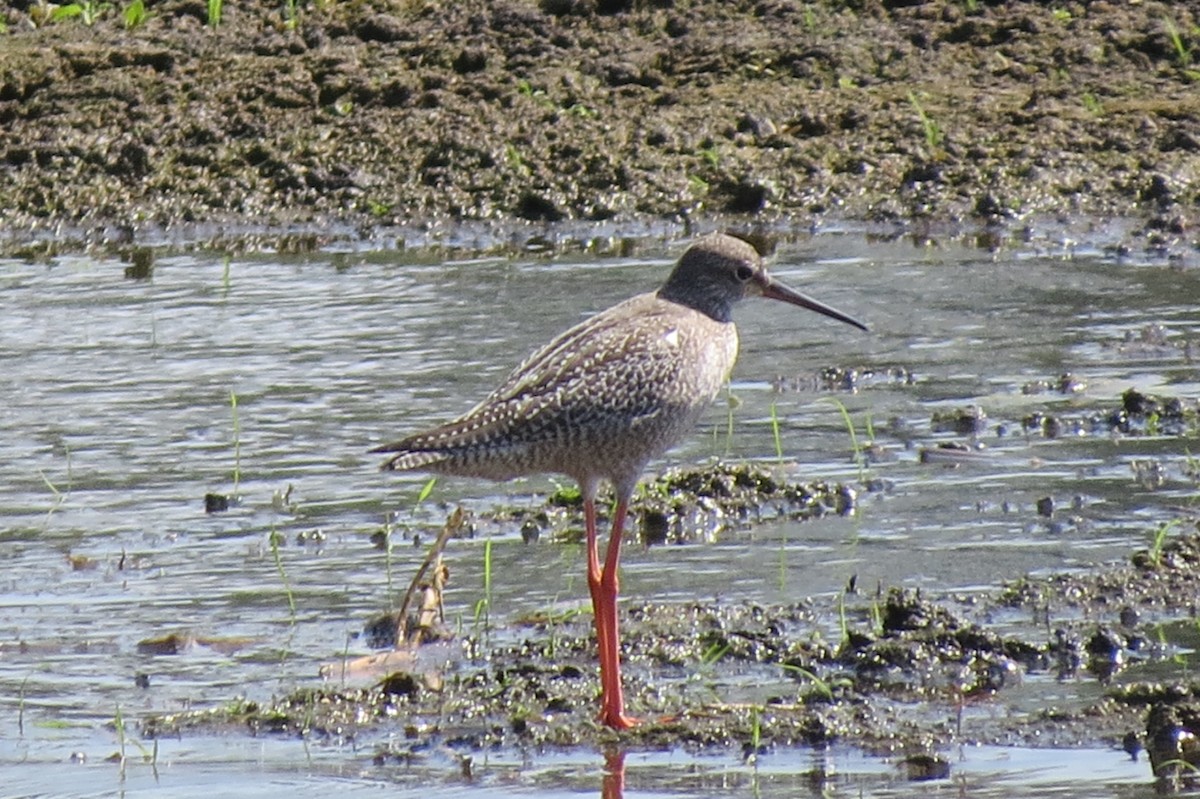 Spotted Redshank - ML615460441