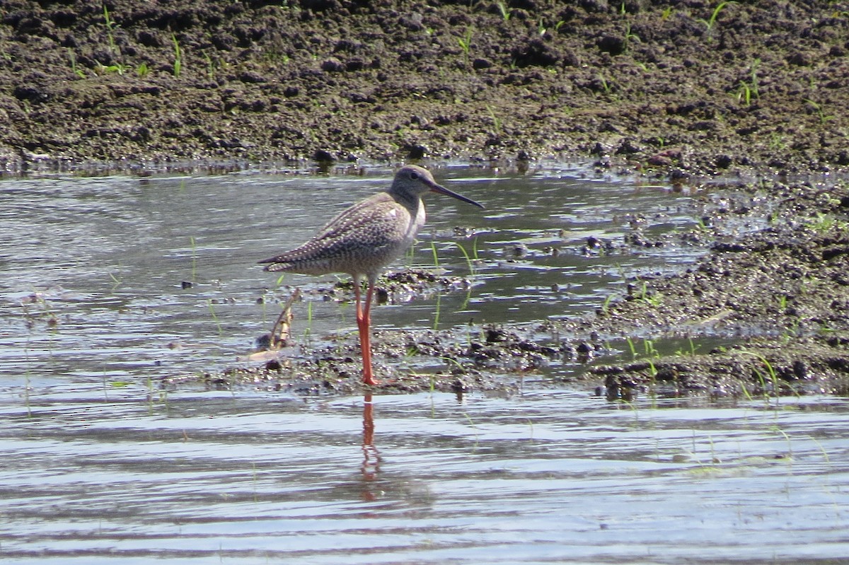 Spotted Redshank - ML615460442