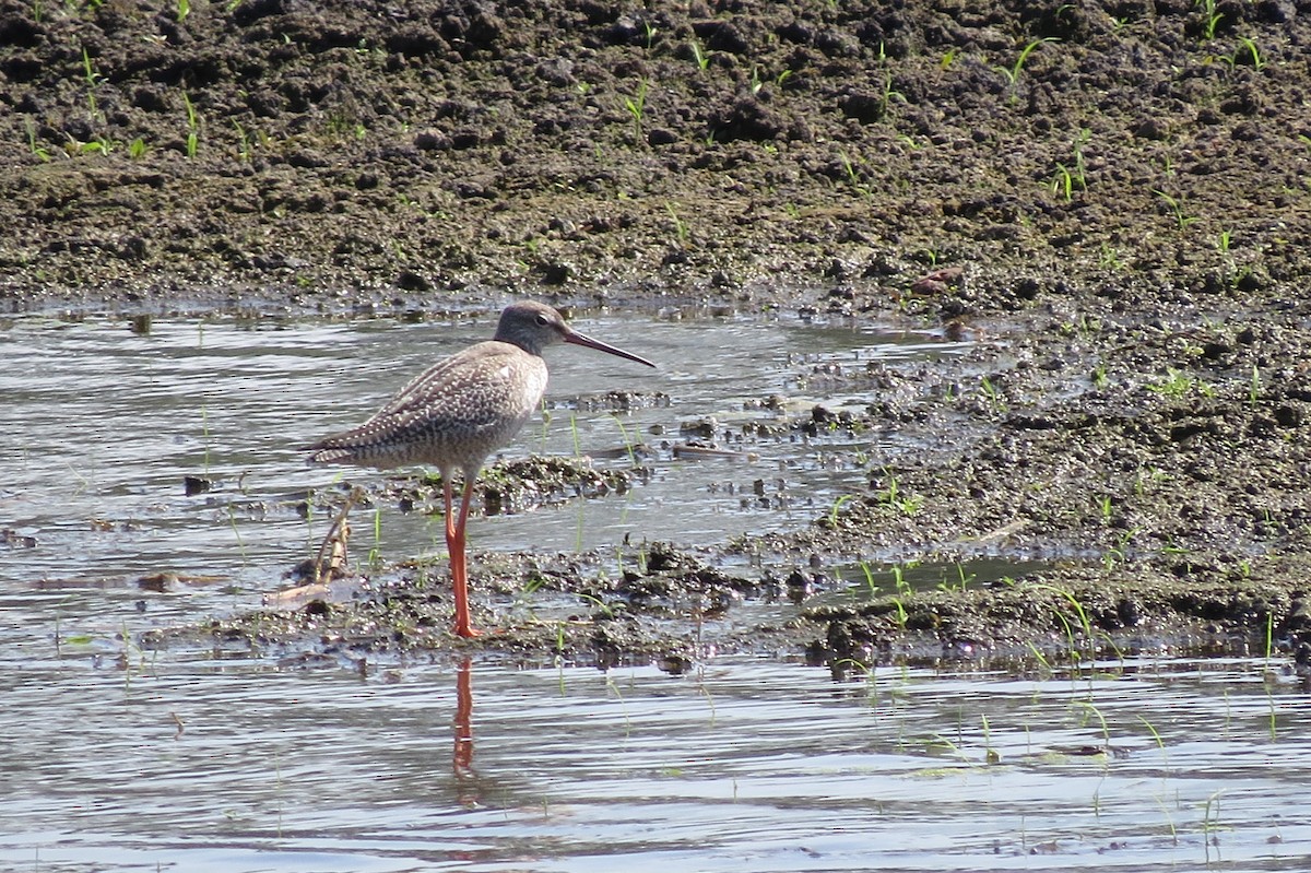 Spotted Redshank - ML615460443