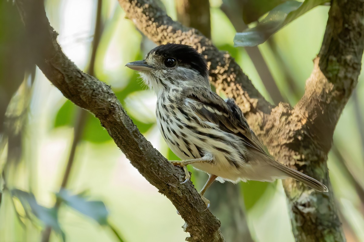 African Broadbill - Daniel Danckwerts (Rockjumper Birding Tours)