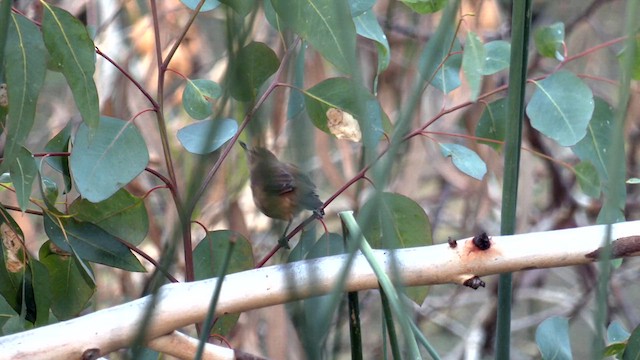 Australian Reed Warbler - ML615460582