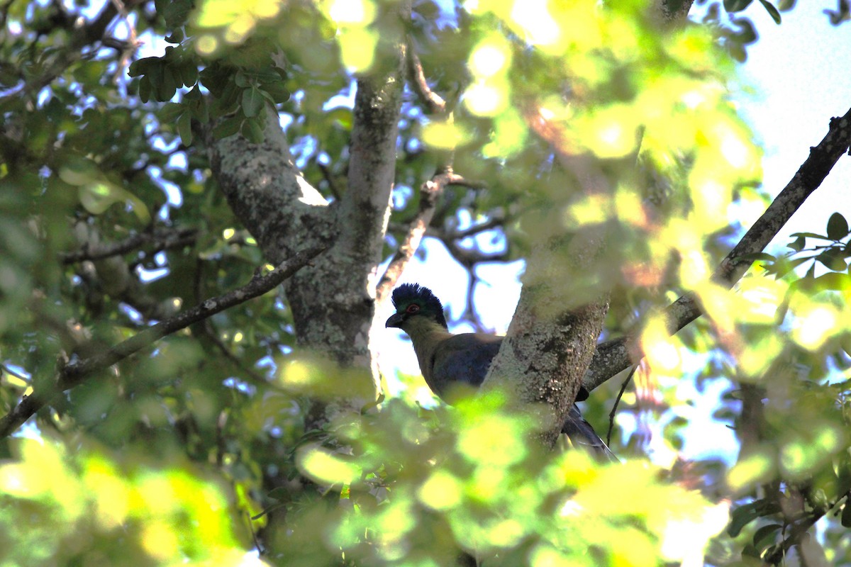 Purple-crested Turaco - ML615460597