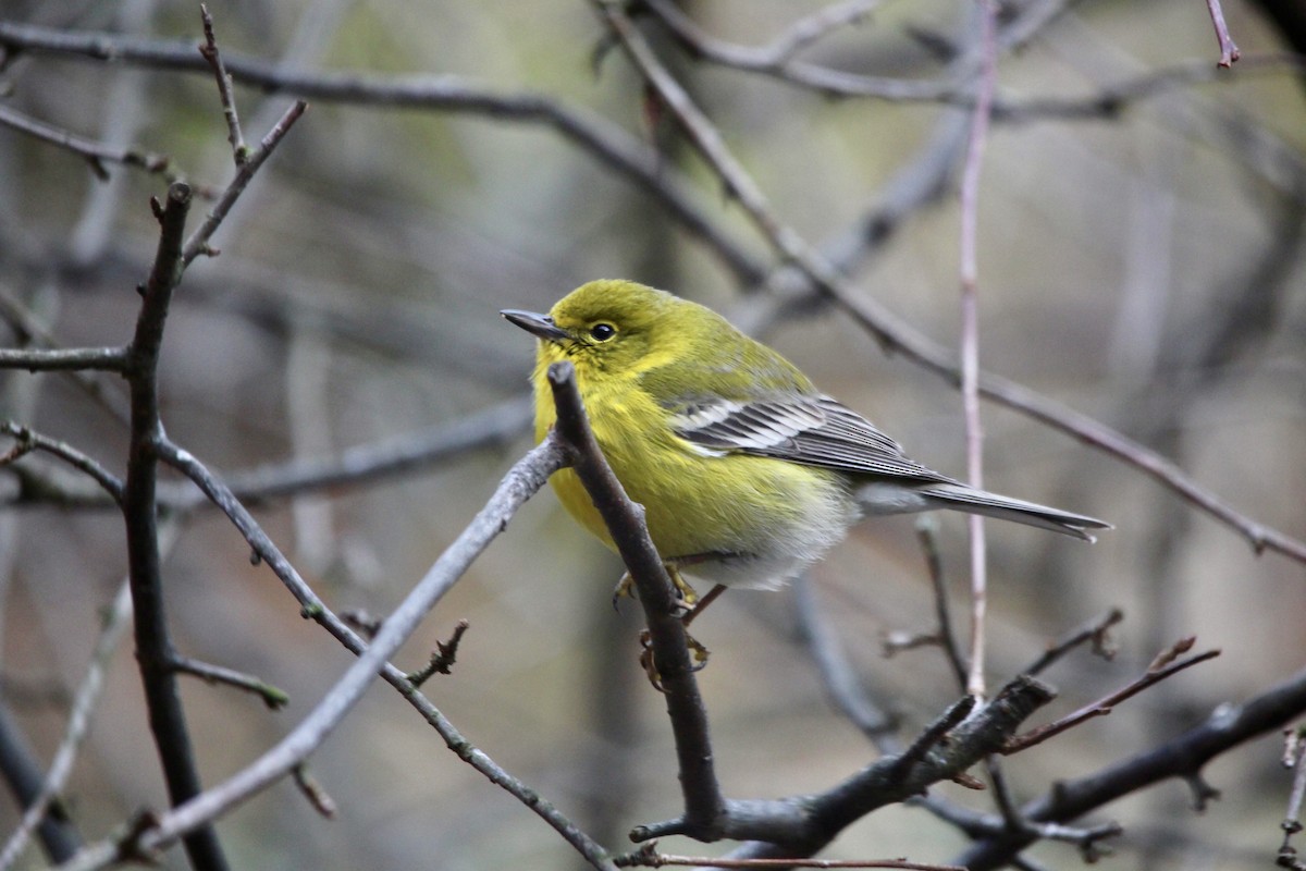 Pine Warbler - ML615460637