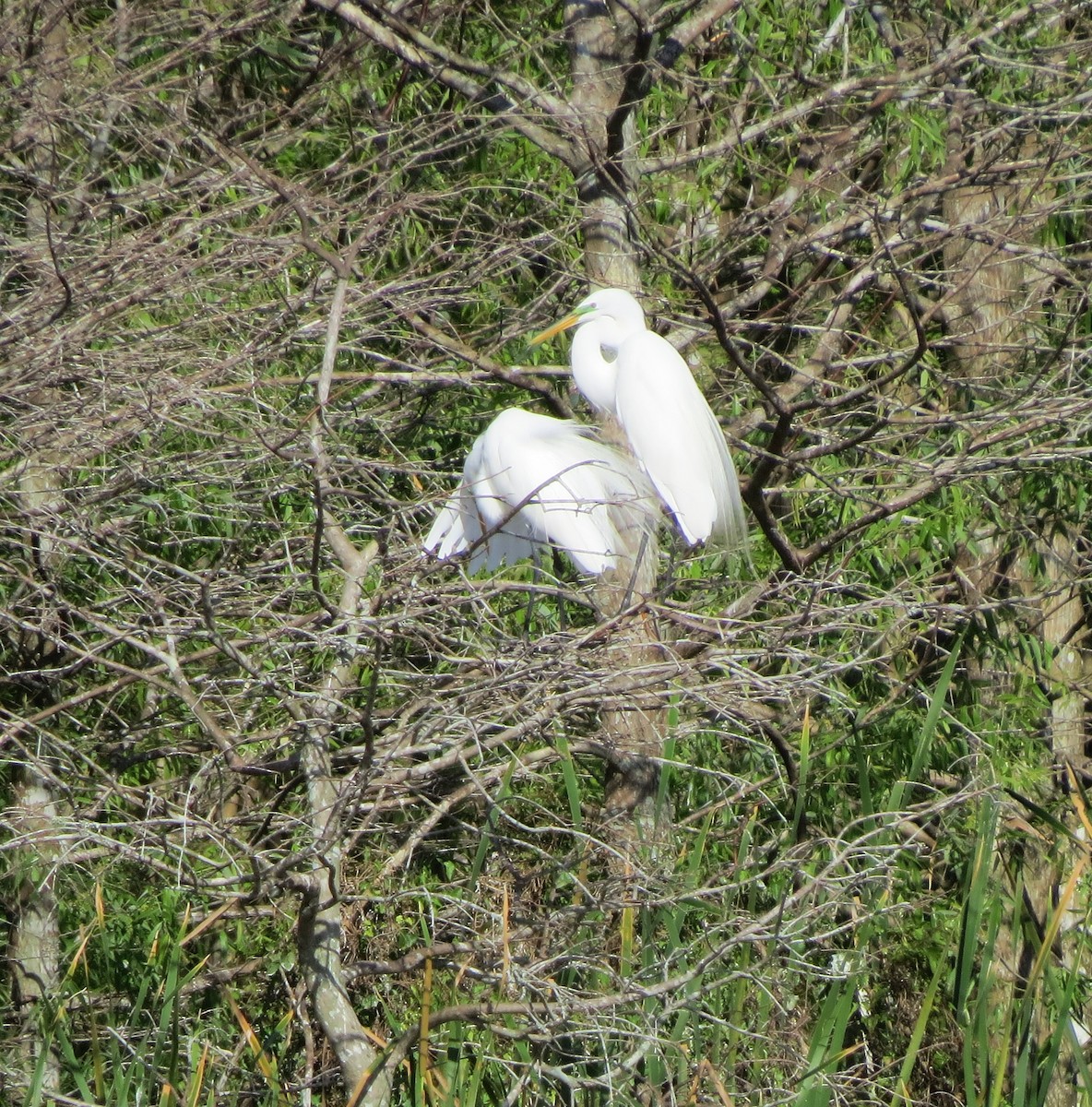 Great Egret - Herb Myers