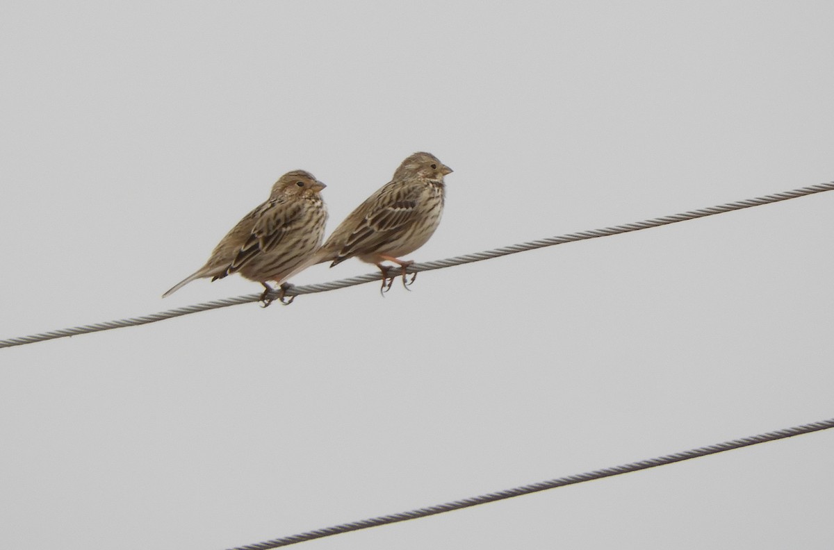 Corn Bunting - Miroslav Mareš