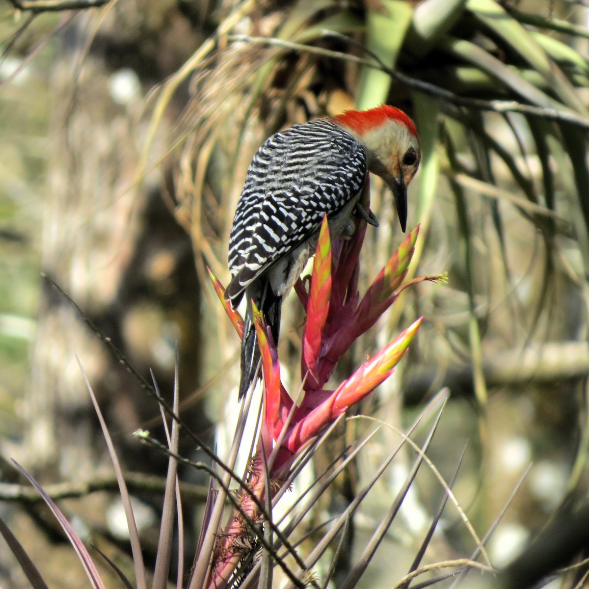 Red-bellied Woodpecker - Herb Myers