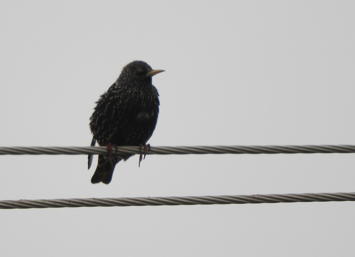 European Starling - Miroslav Mareš