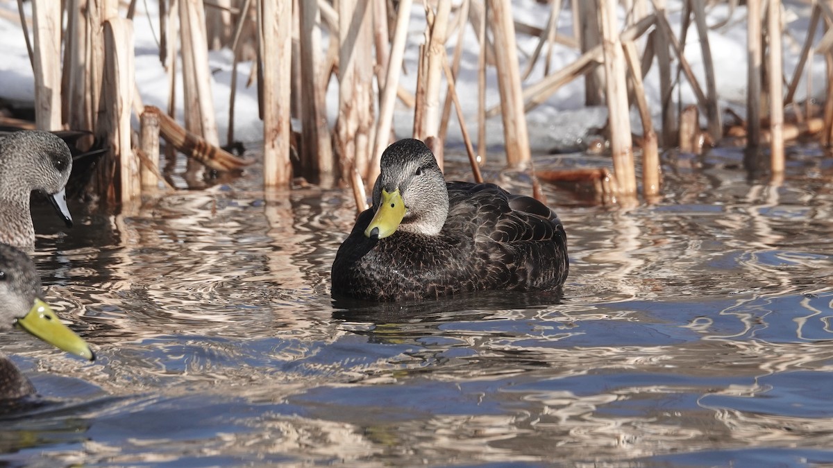 Canard noir - ML615460657