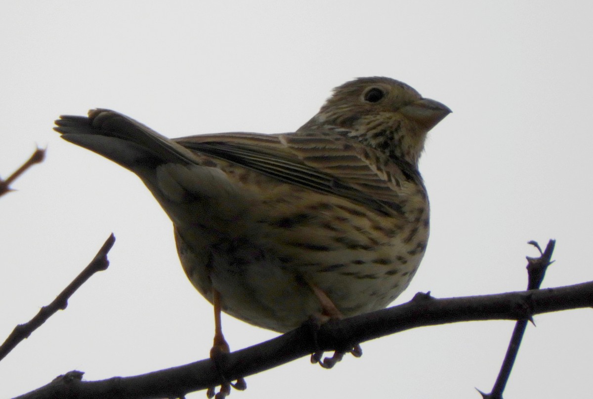 Corn Bunting - Miroslav Mareš