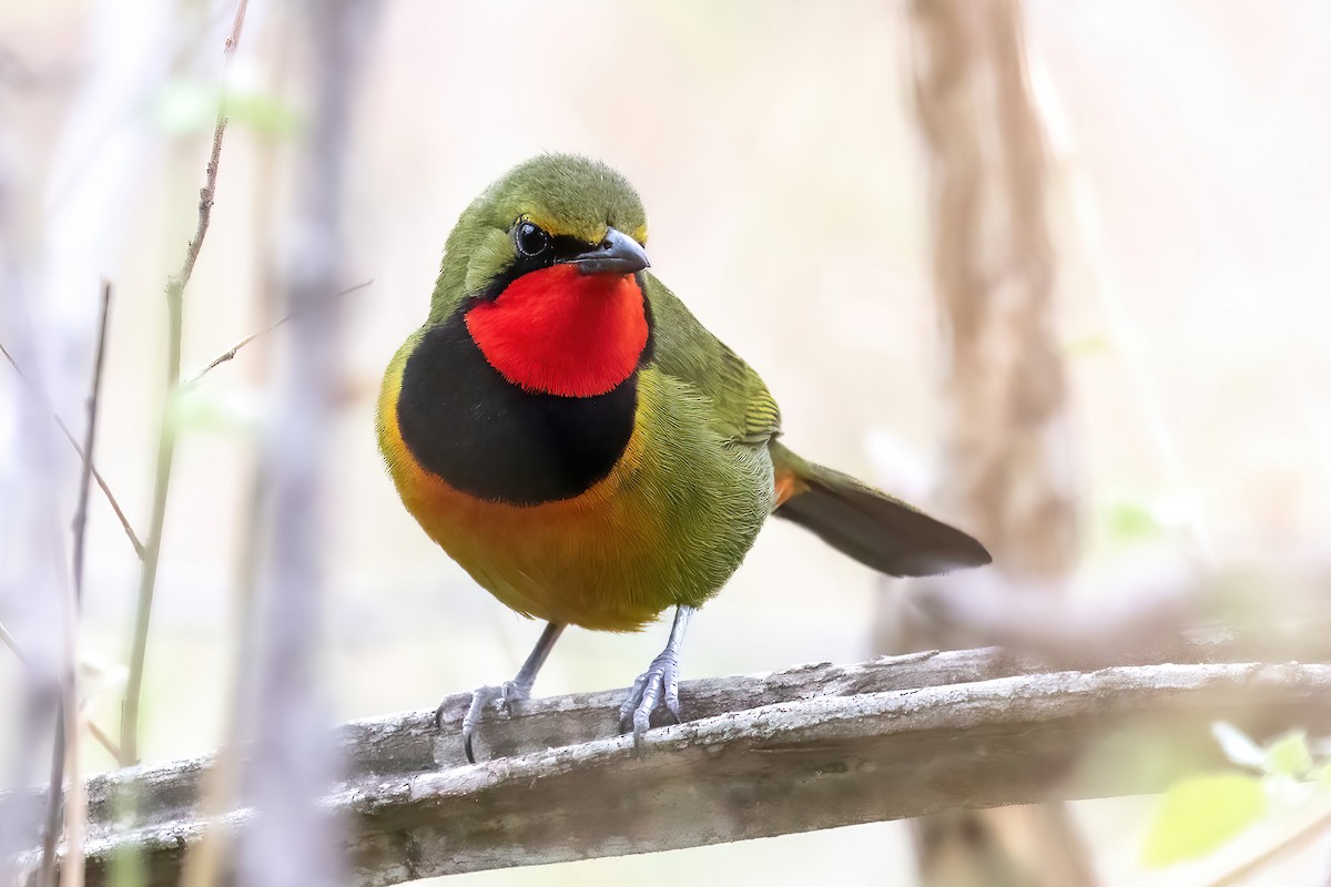 Four-colored Bushshrike - ML615460758