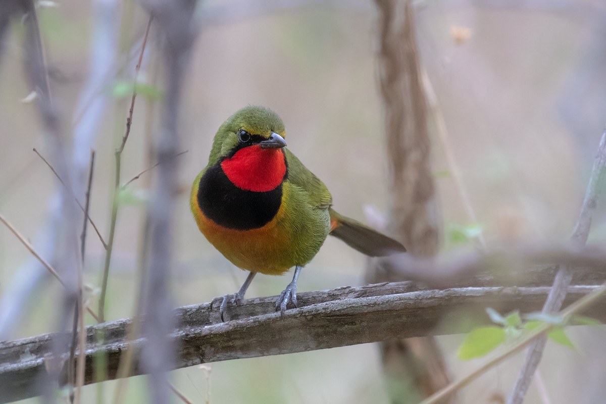 Four-colored Bushshrike - ML615460759