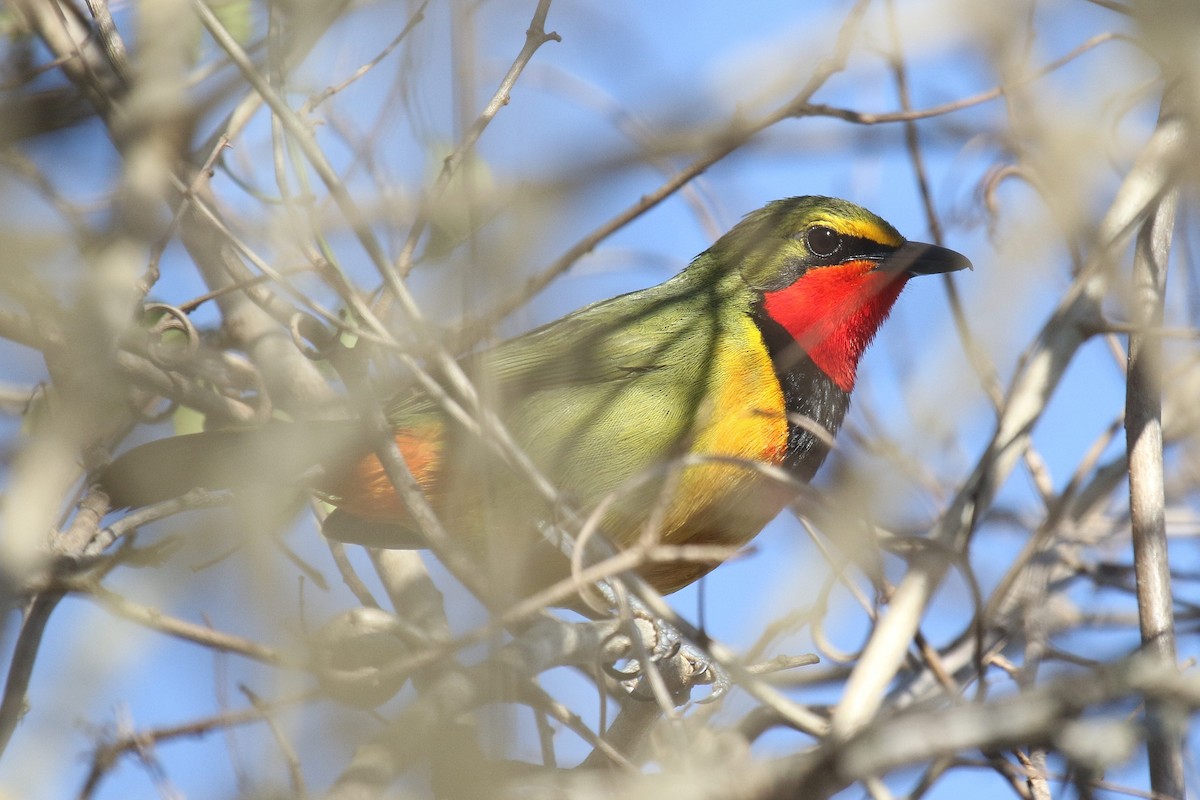 Four-colored Bushshrike - ML615460760