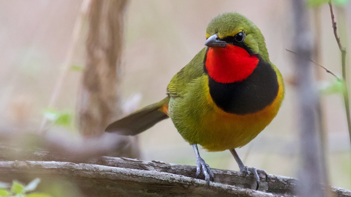 Four-colored Bushshrike - ML615460762