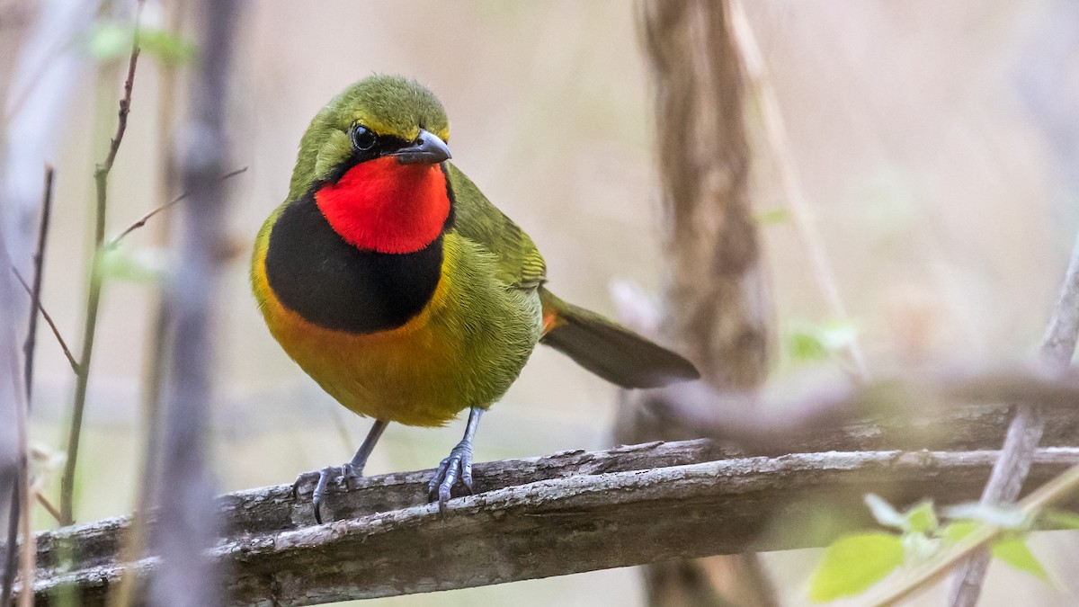 Four-colored Bushshrike - ML615460763