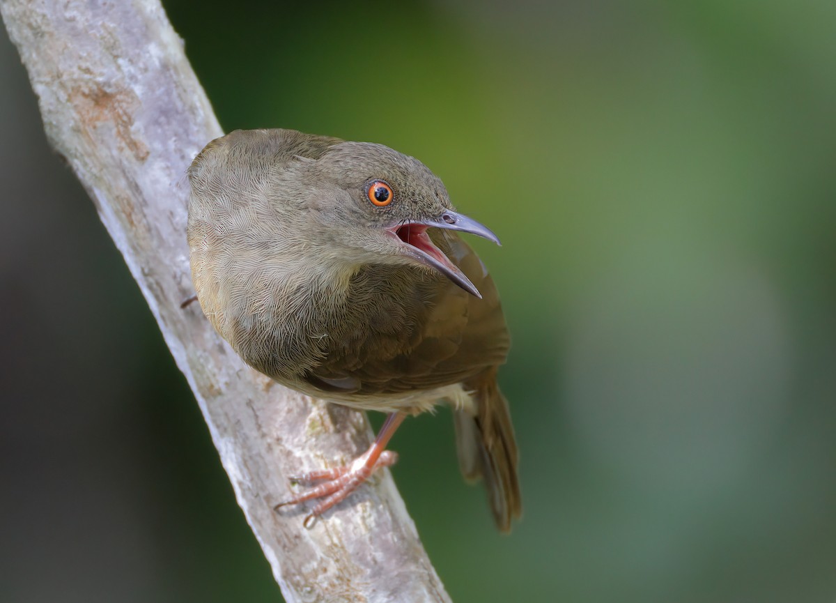 Red-eyed Bulbul - ML615460774