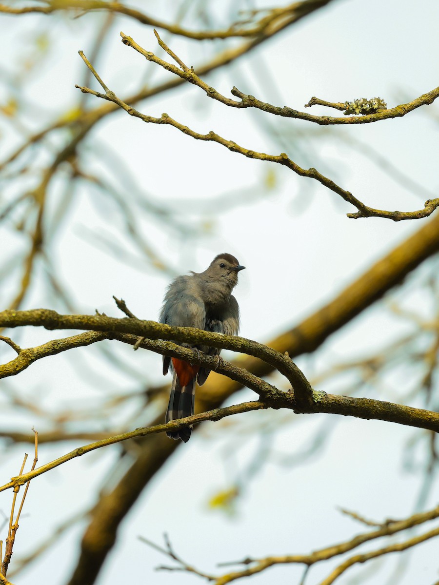 Gray Catbird - ML615460783