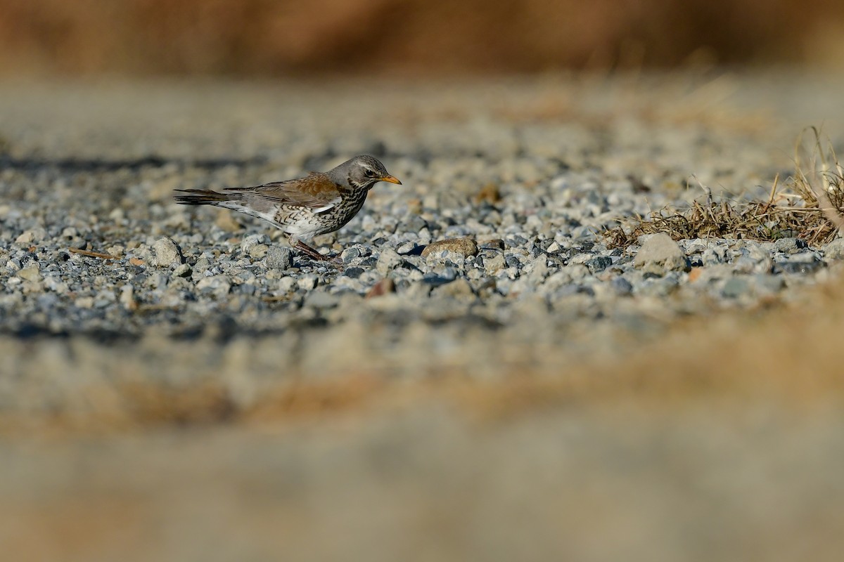 Дуулгат хөөндэй - ML615460785