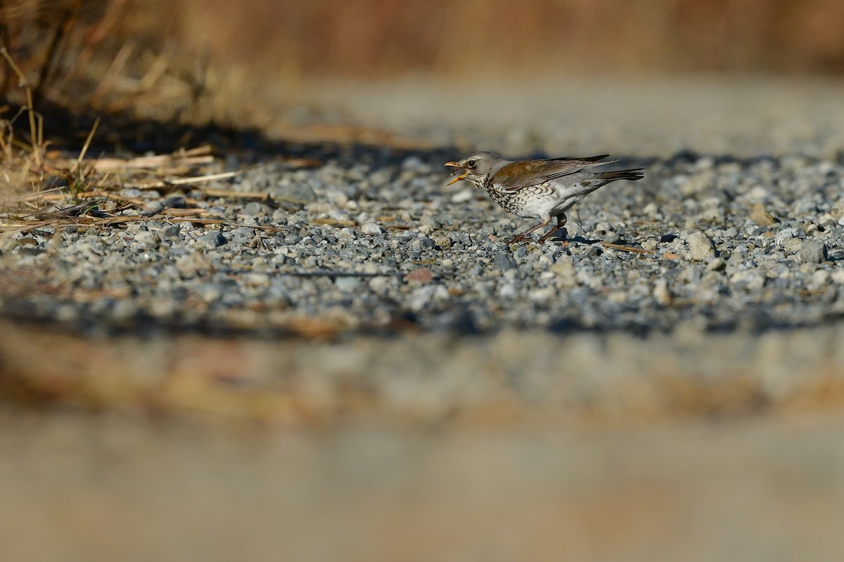 Дуулгат хөөндэй - ML615460786