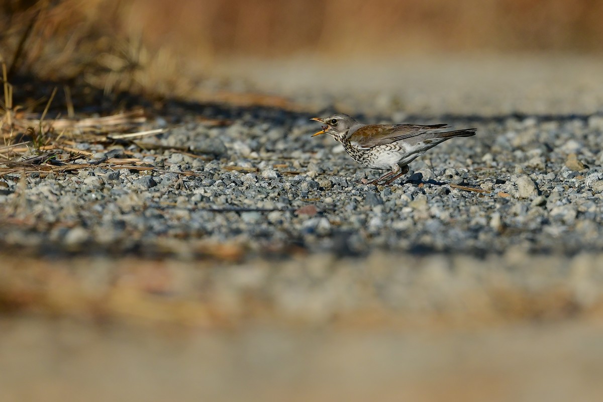 Дуулгат хөөндэй - ML615460787