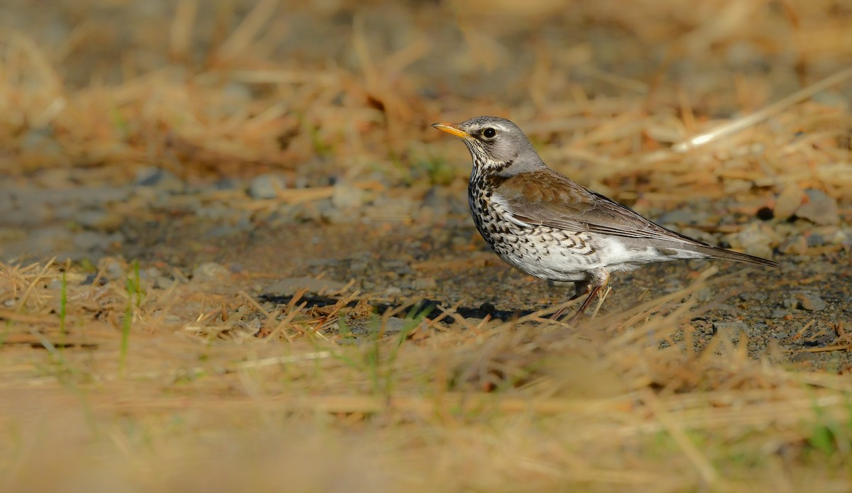 Дуулгат хөөндэй - ML615460788