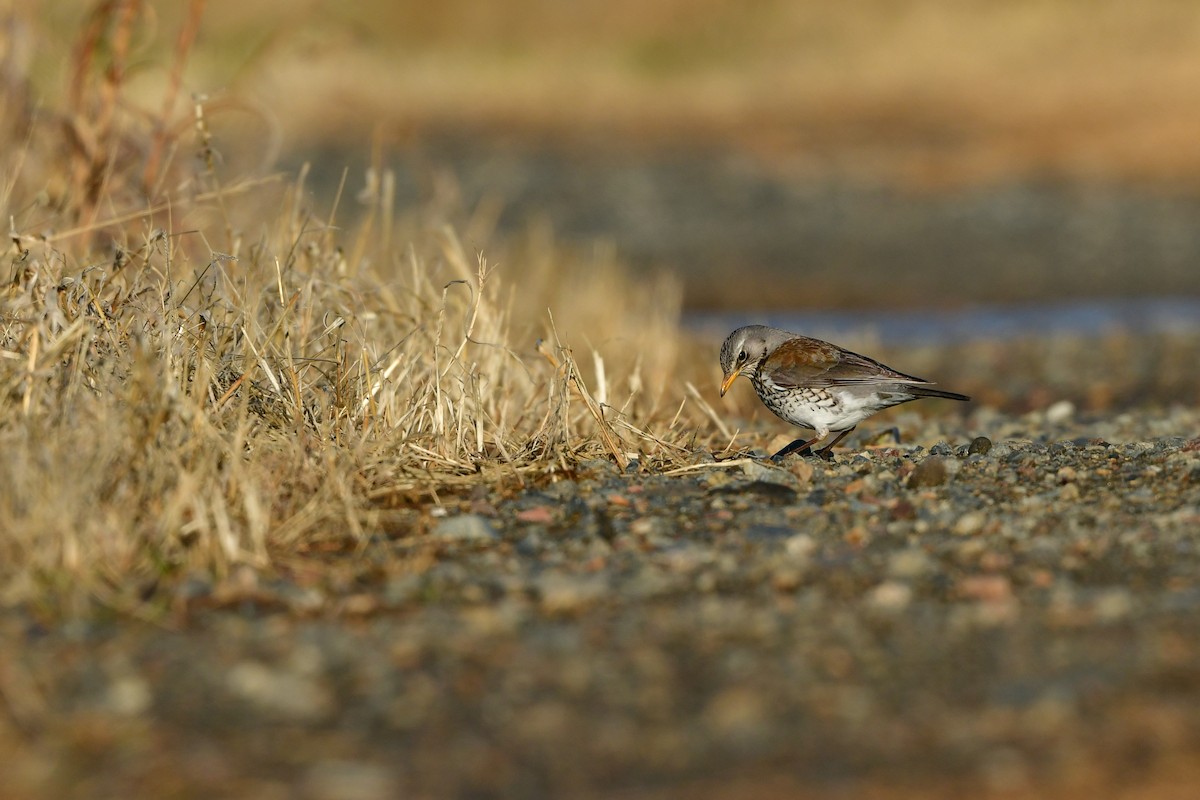 Дуулгат хөөндэй - ML615460789