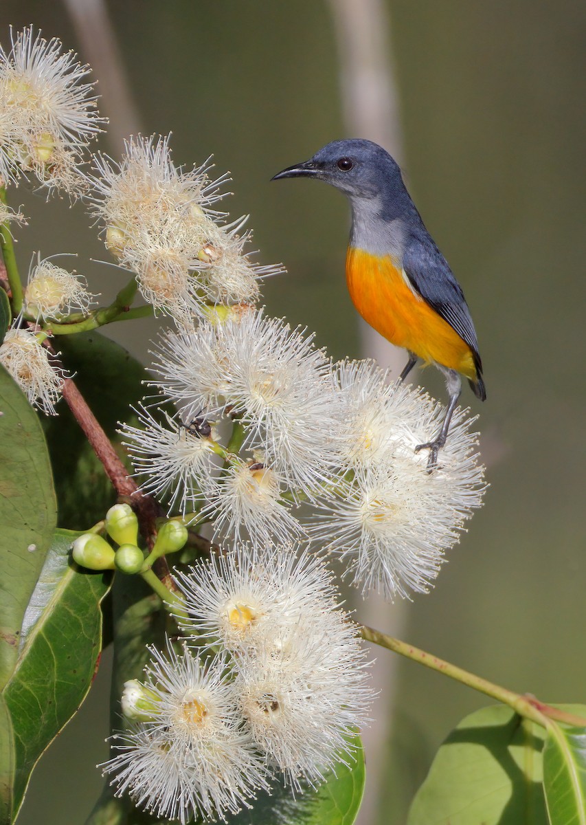 Orange-bellied Flowerpecker - ML615460791