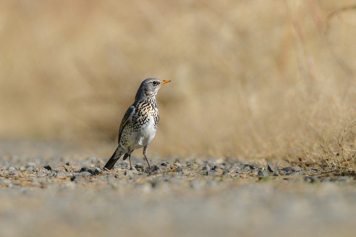 Дуулгат хөөндэй - ML615460824