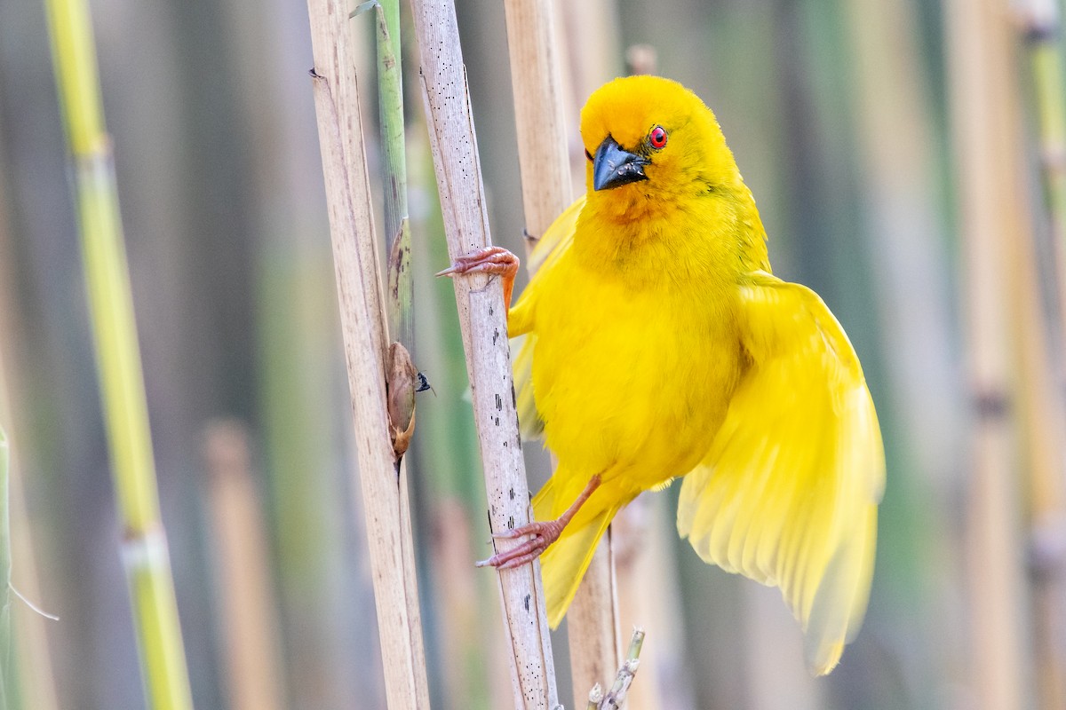 African Golden-Weaver - ML615460839