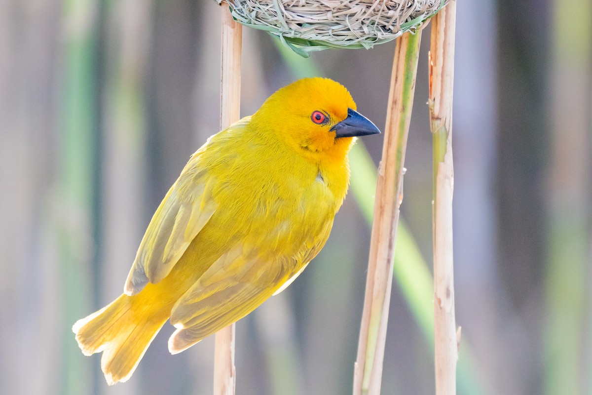 African Golden-Weaver - ML615460840