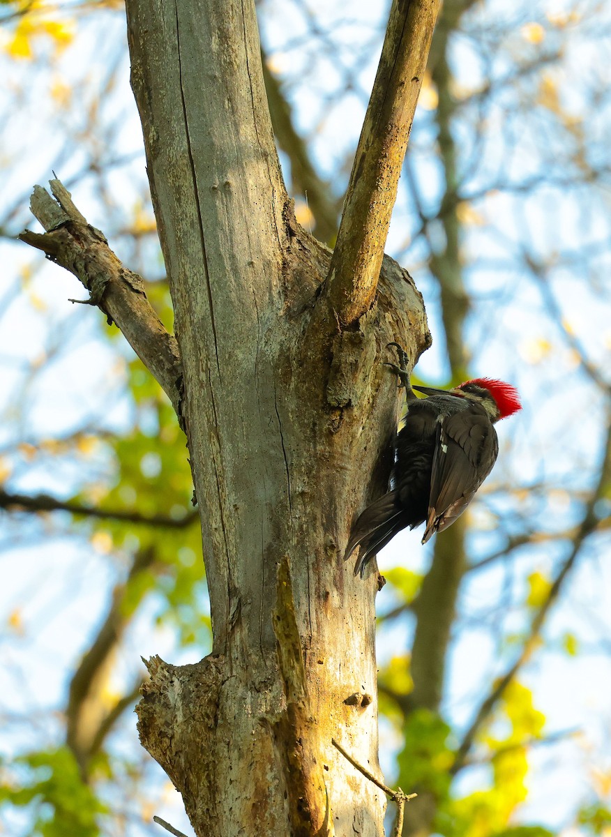 Pileated Woodpecker - Michael D Gumert