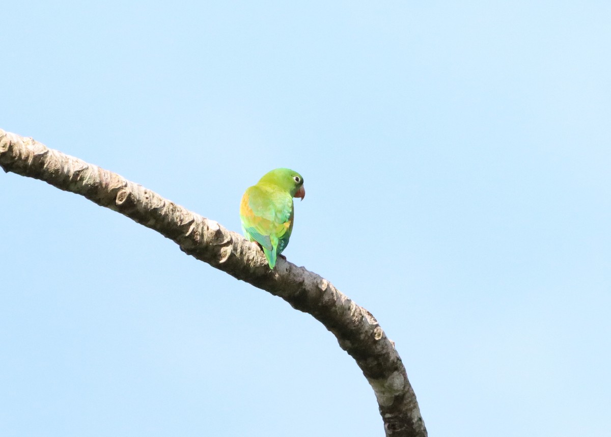 Orange-chinned Parakeet - Nancy Oborne