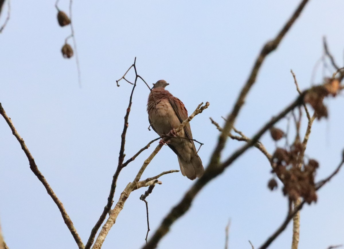 Pale-vented Pigeon - ML615460933