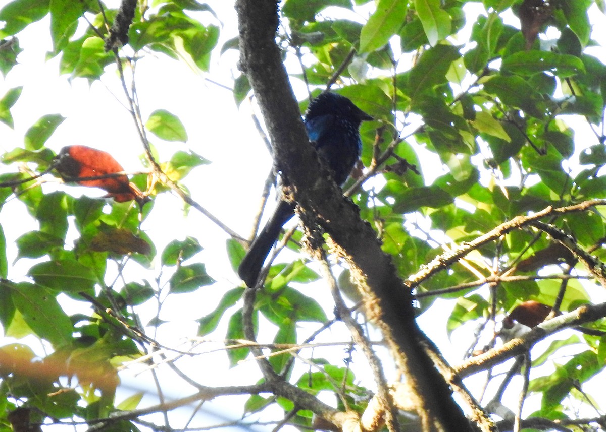 Lesser Racket-tailed Drongo - ML615460983