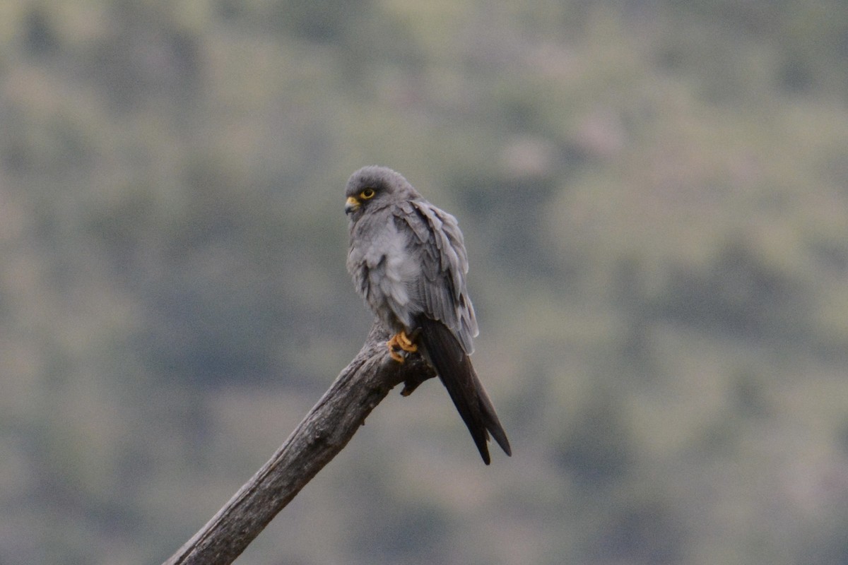 Sooty Falcon - ML615461018