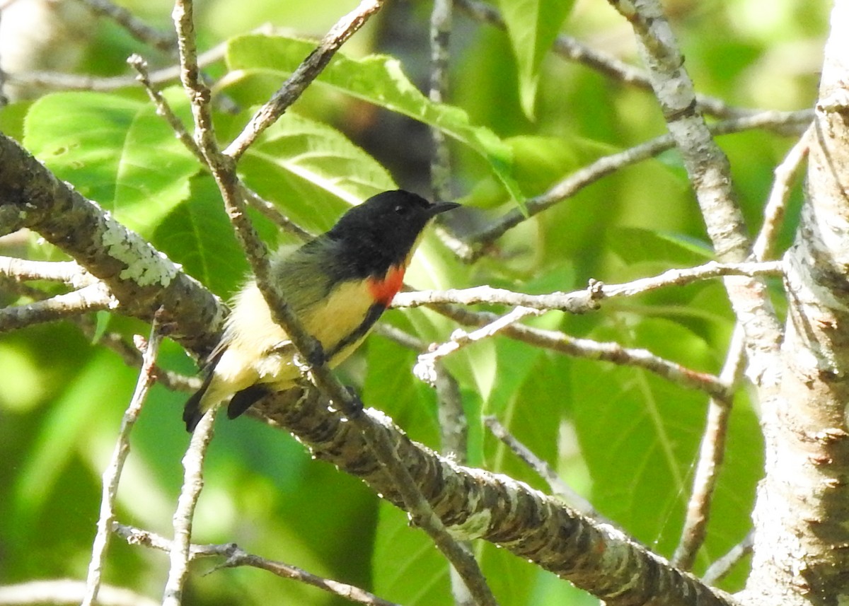 Fire-breasted Flowerpecker - ML615461027